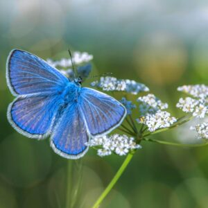 Mi línea de vida, mi jardín de sueños