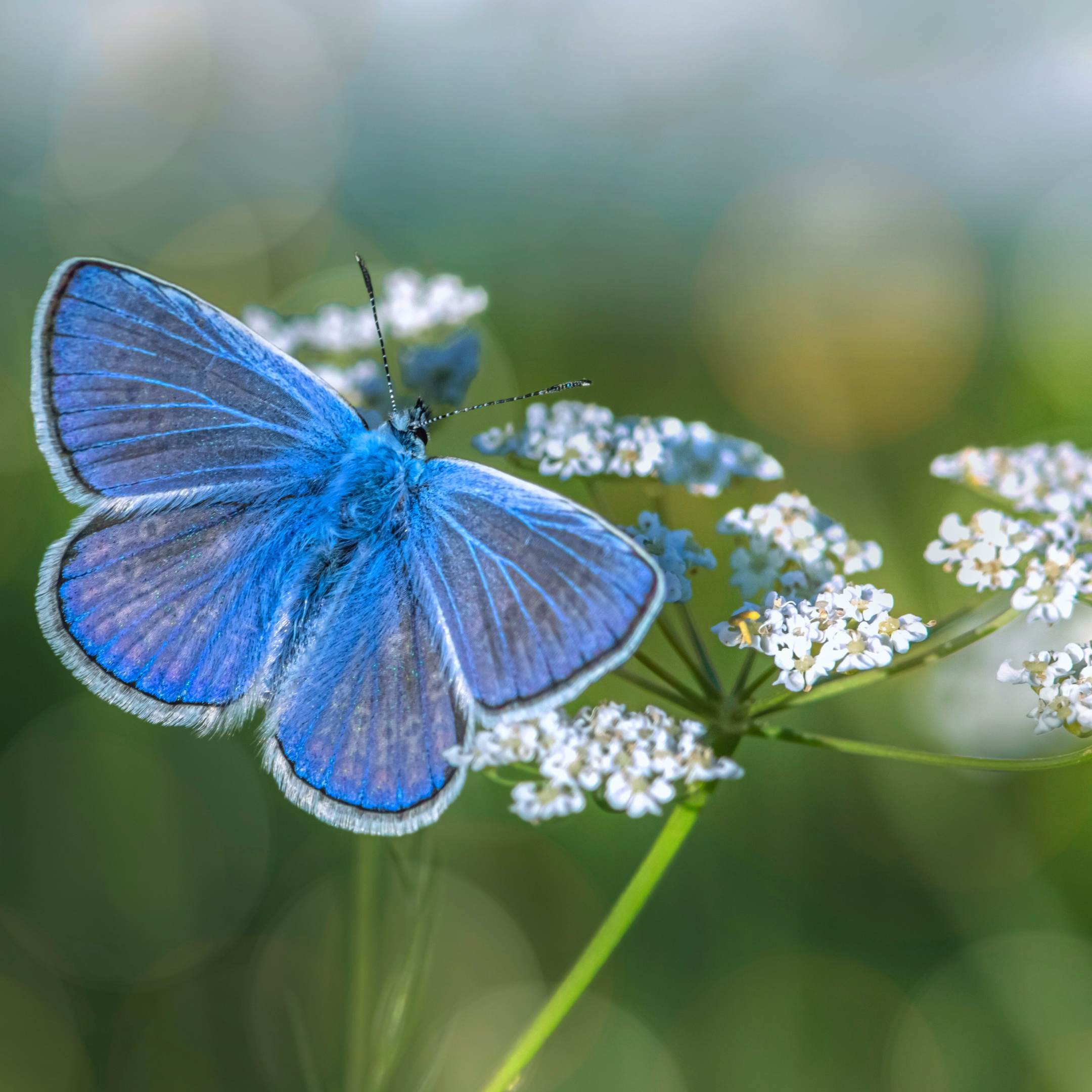 imagen alusiva a Mi línea de vida, mi jardín de sueños